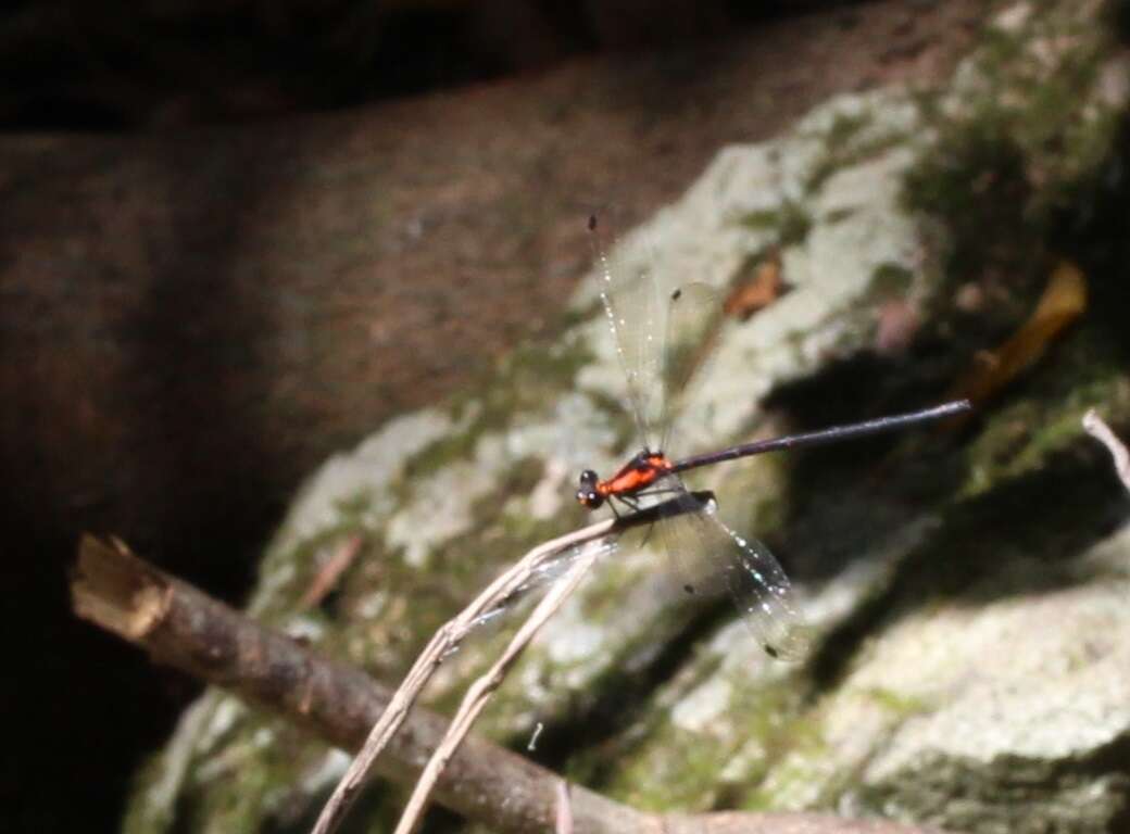 Image of Austroargiolestes chrysoides (Tillyard 1913)