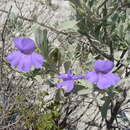 Image of Leucophyllum hintoniorum G. L. Nesom