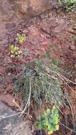 Image of alpine biscuitroot