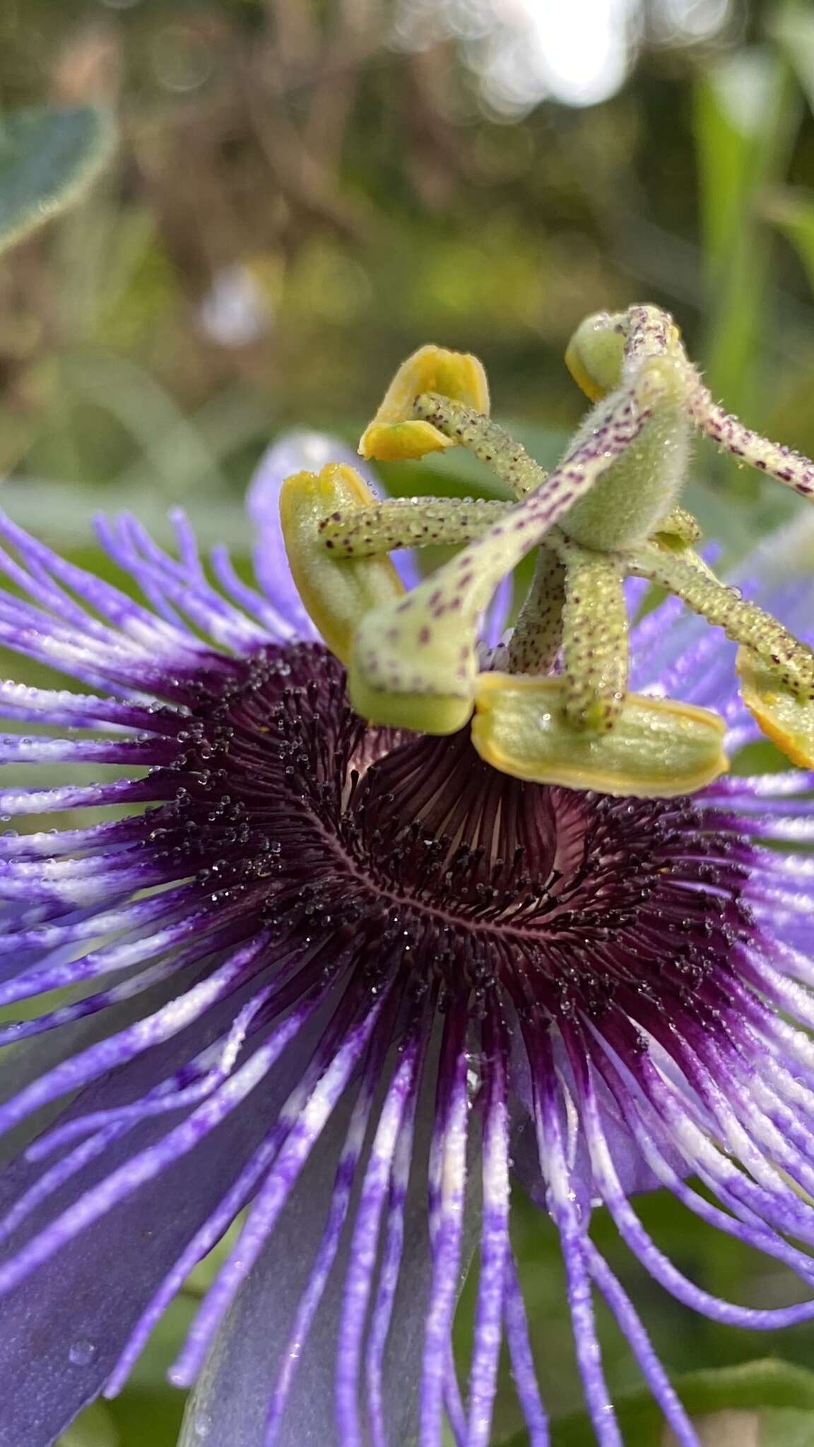 Image de Passiflora amethystina Mikan