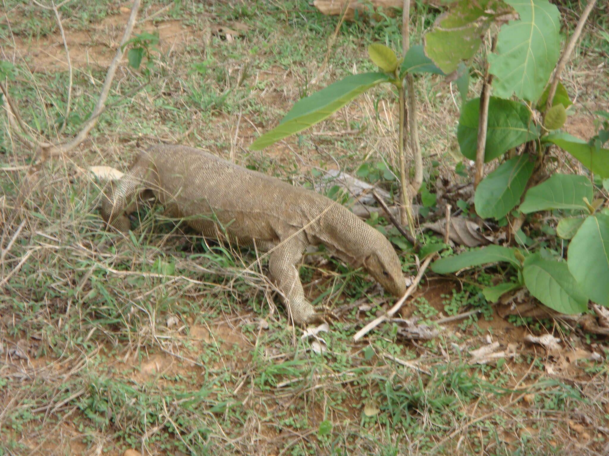 Image of Bengal Monitor Lizard