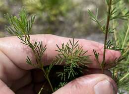 Dalea pinnata var. pinnata resmi