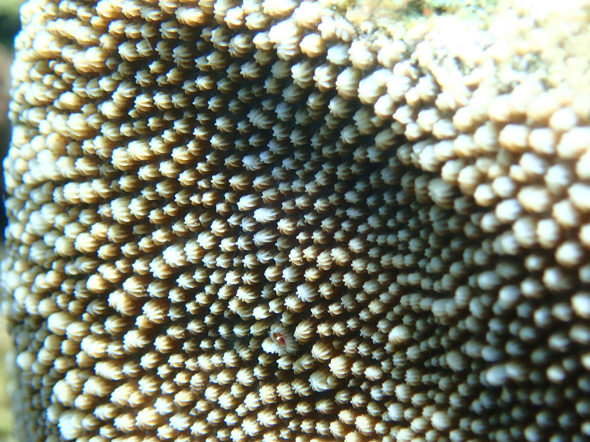 Image of spine coral