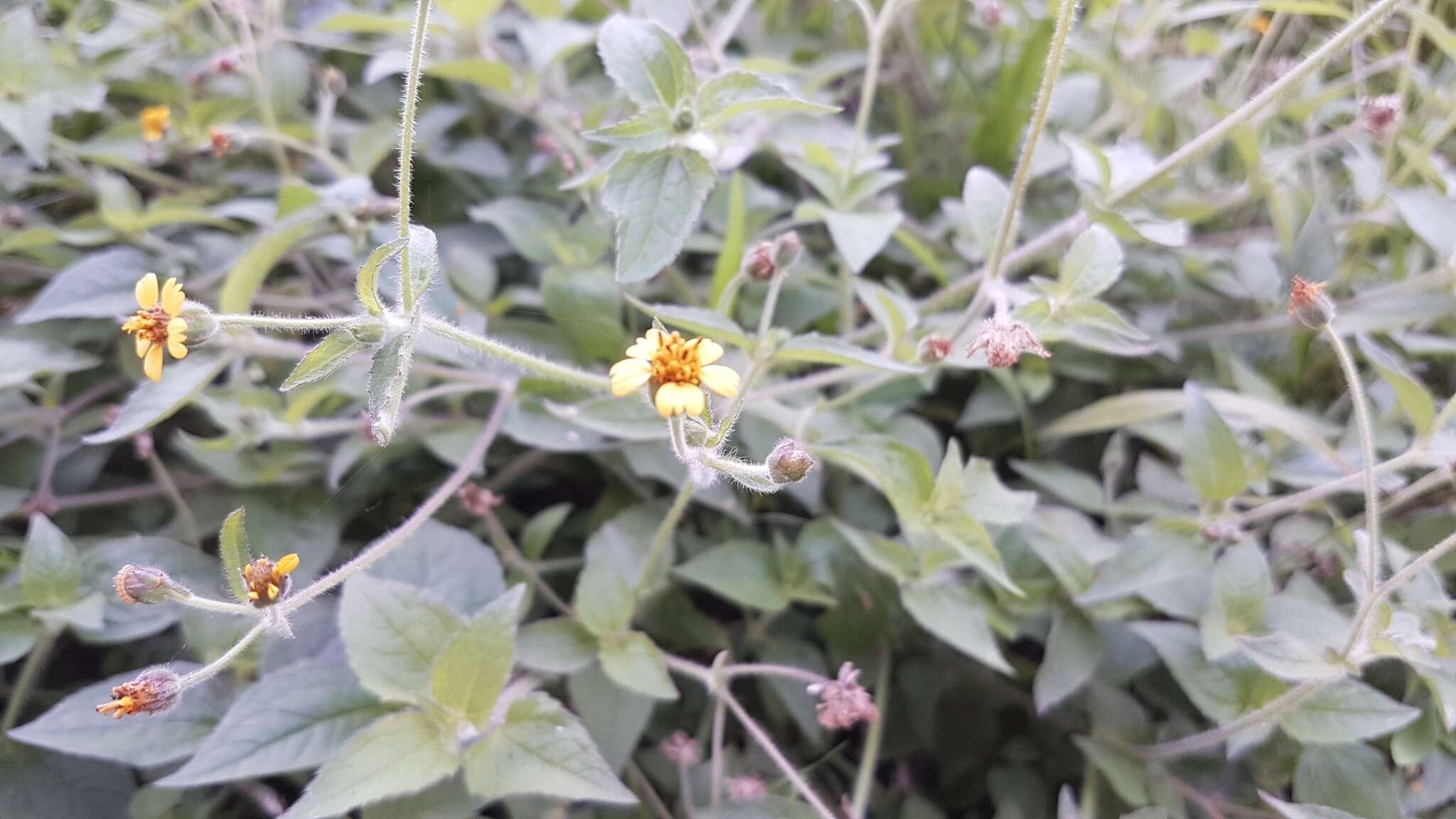 Image of Tridax dubia Rose