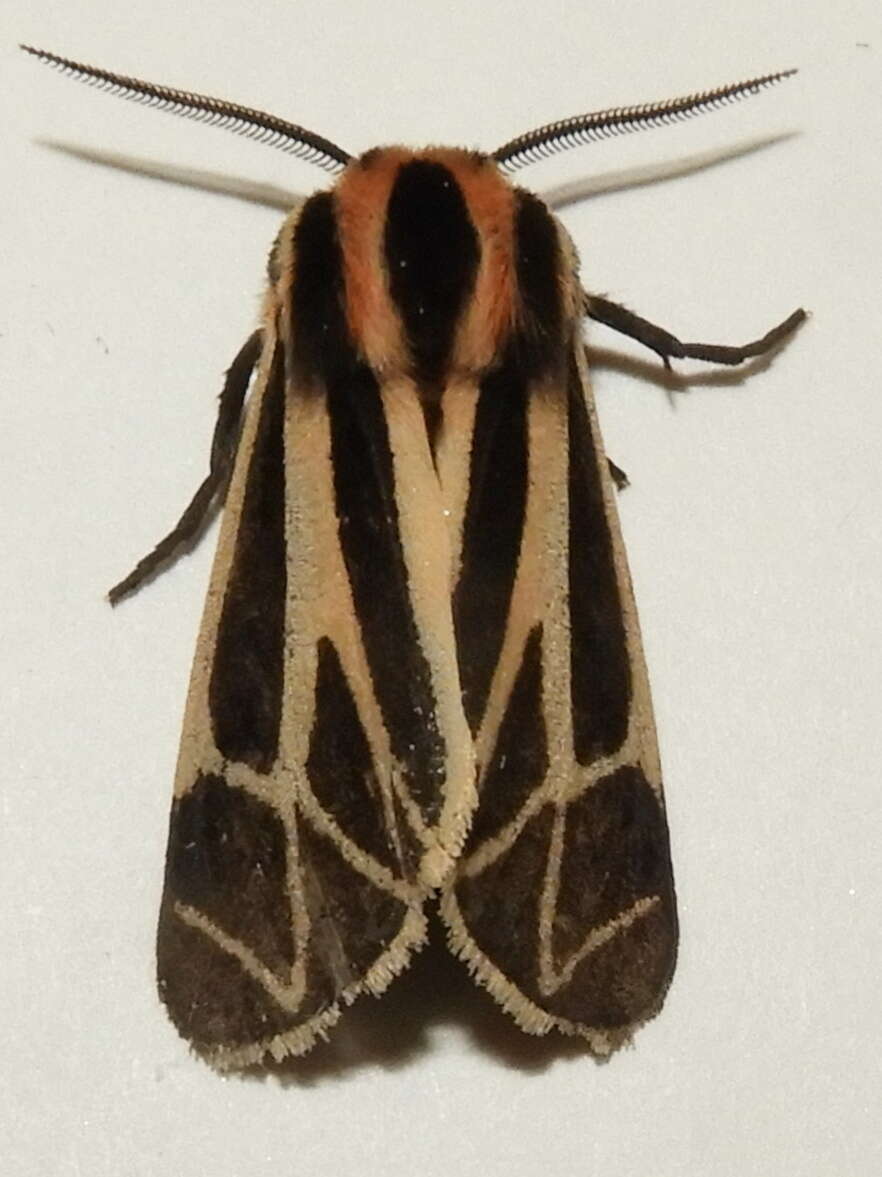 Image of Harnessed Tiger Moth