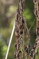 Image of Gahnia xanthocarpa (Hook. fil.) Hook. fil.
