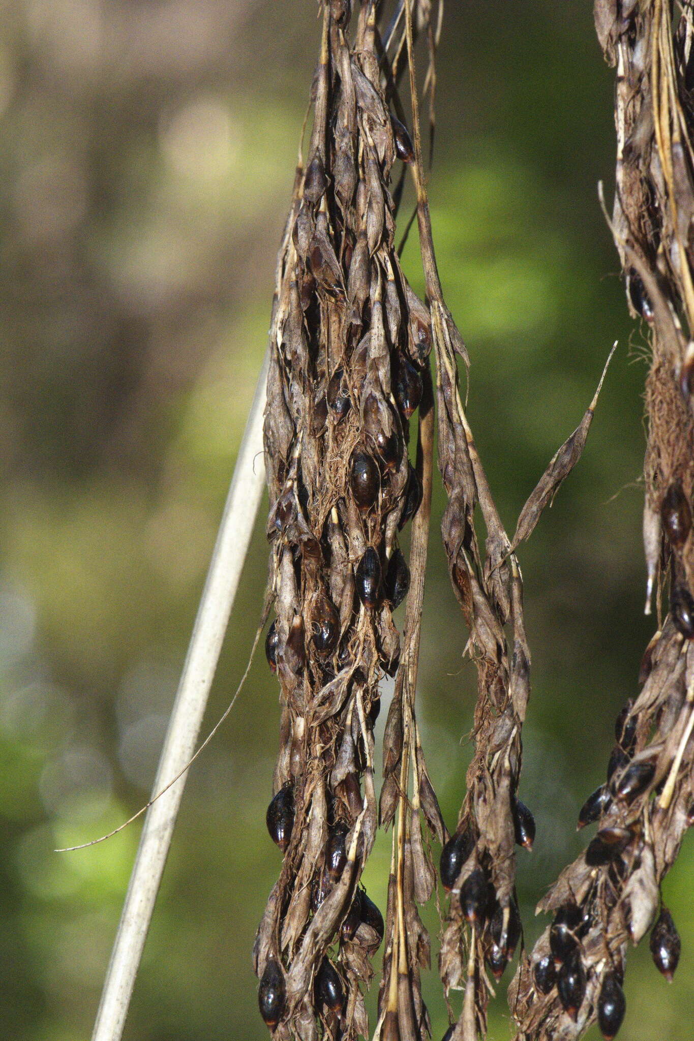 Image of Gahnia xanthocarpa (Hook. fil.) Hook. fil.