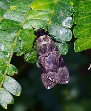 Image de Audea bipunctata Walker 1857