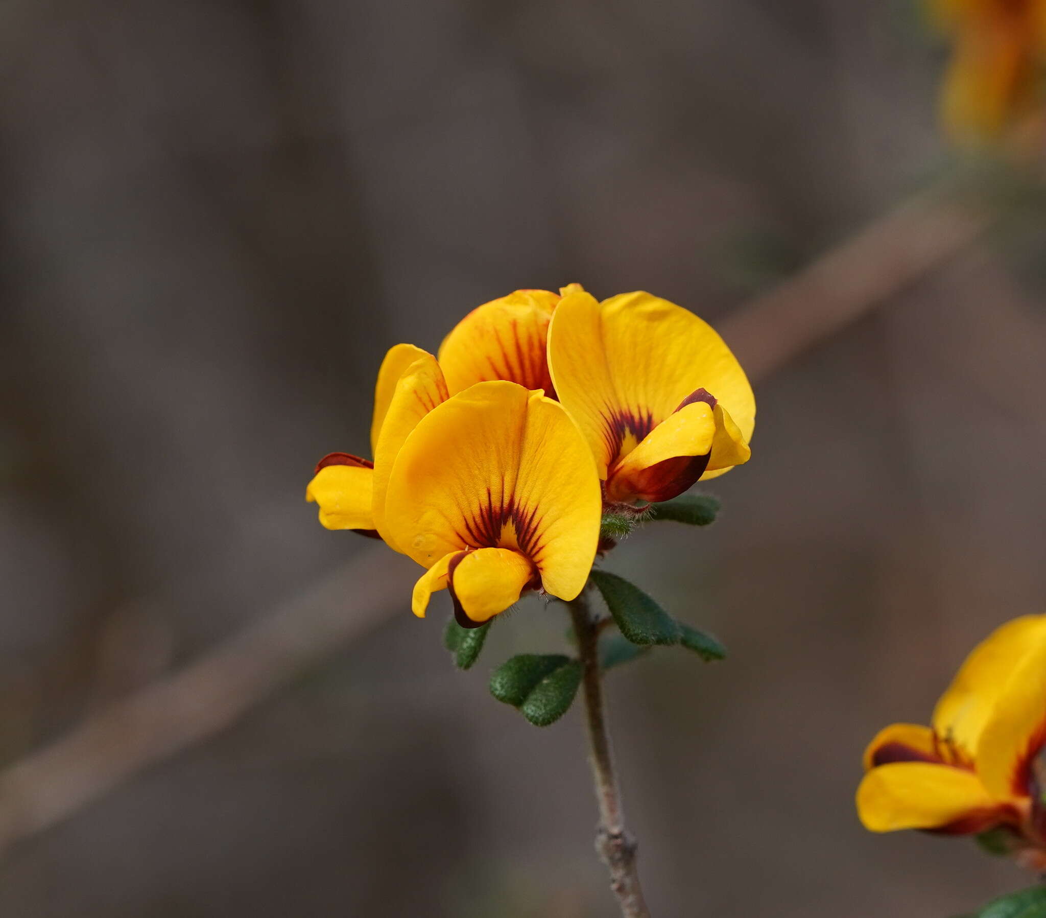 Sivun Pultenaea scabra R. Br. kuva