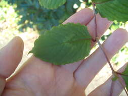 Sivun Persicaria chinensis (L.) Nakai kuva