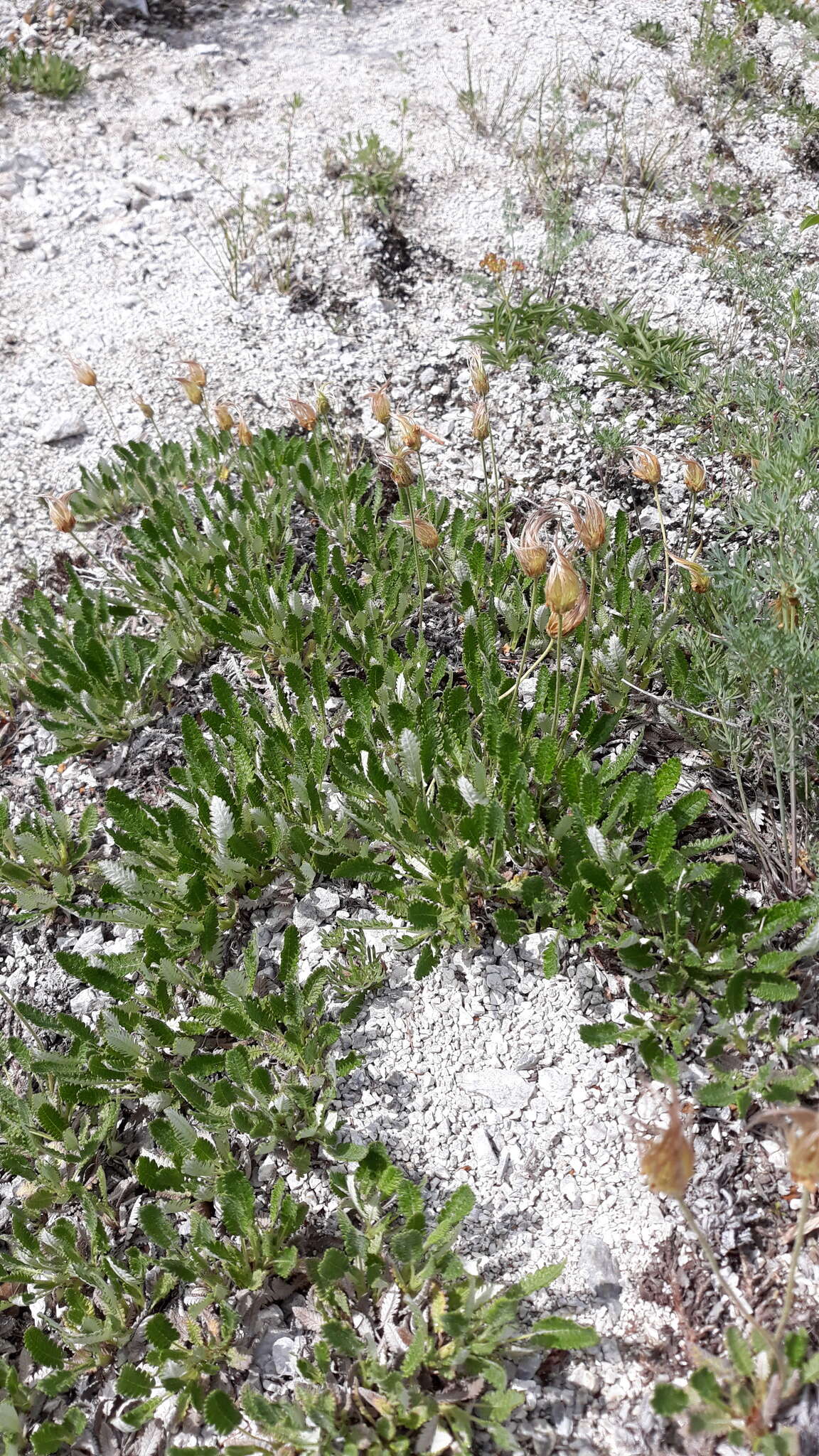 Imagem de Dryas octopetala subsp. punctata (Juz.) Hult.