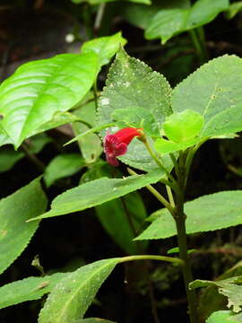 Image of Kohleria huilensis Arango-Gómez, Clavijo & Zuluaga