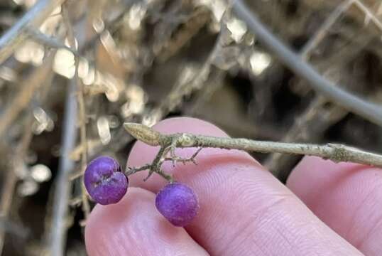 Image of Callicarpa nudiflora Hook. & Arn.