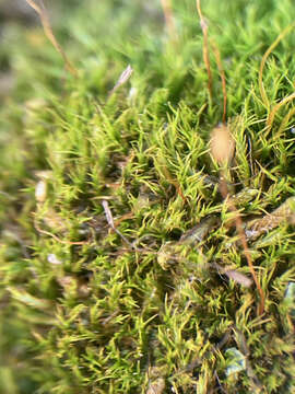 Image of distichium moss