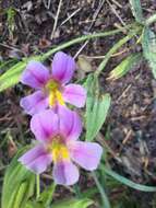 Image of Erythranthe erubescens G. L. Nesom