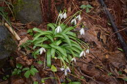 Image de Galanthus woronowii Losinsk.