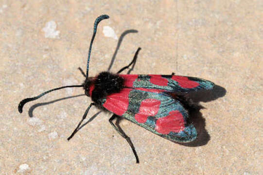 Image of Zygaena cuvieri Boisduval 1828