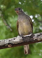 Image of Scaly-throated Honeyguide
