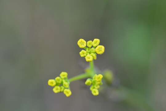 Слика од Donnellsmithia juncea (Humb. & Bonpl. ex Spreng.) Mathias & Constance