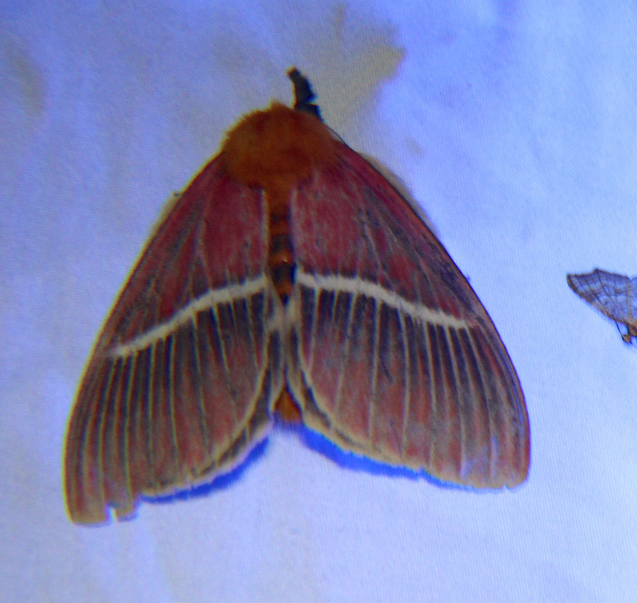 Image of Pseudodirphia menander (Druce 1886)