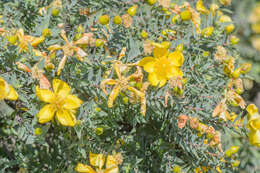 Image of Hypericum balfourii N. K. B. Robson