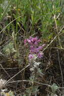 Allium pallasii Murray resmi