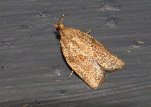 Image of Light brown apple moth