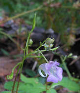 Image de Impatiens furcillata Hemsl. ex Forb. & Hemsl.