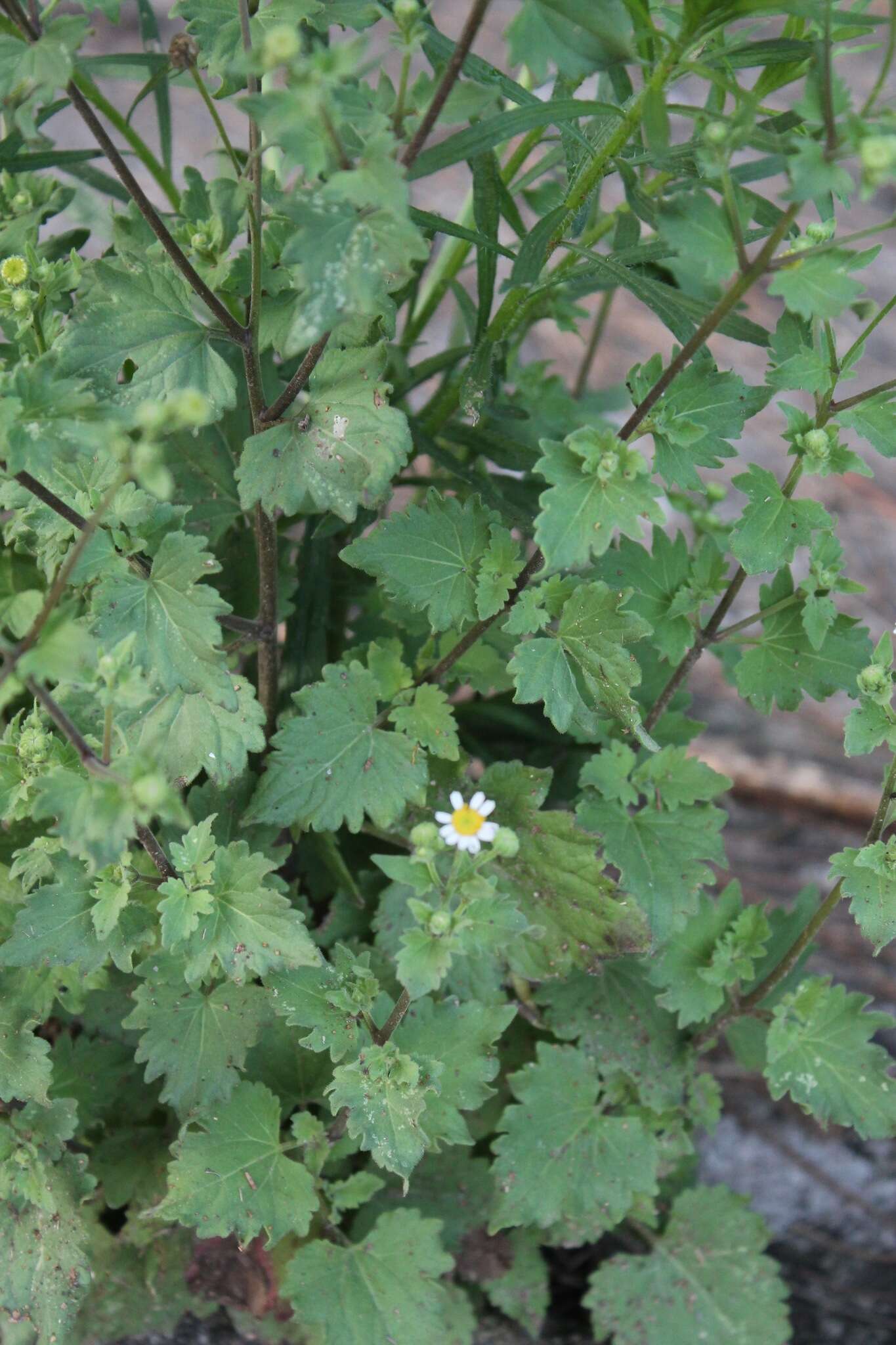 Image of shortray rockdaisy