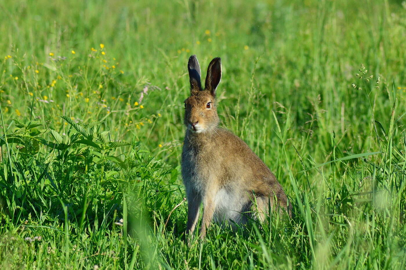 Imagem de Lepus timidus Linnaeus 1758