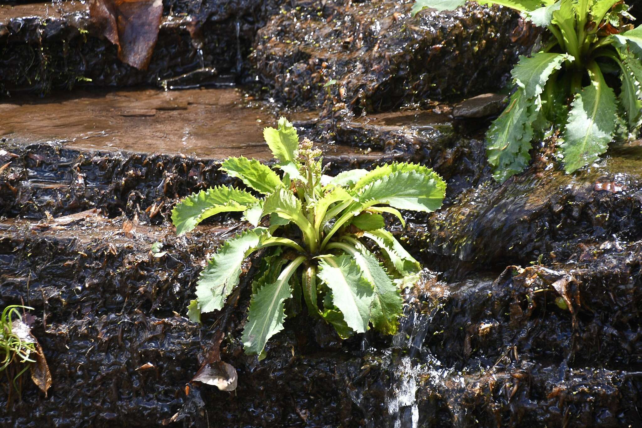 Image of Lettuce-Leaf Pseudosaxifrage