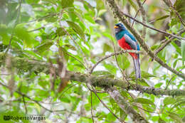 Image of Lattice-tailed Trogon