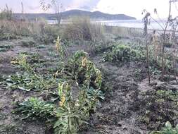 Plancia ëd Oenothera stucchii Soldano