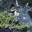 Image of Antirrhinum sempervirens Lapeyr.