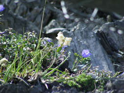 Image de Antirrhinum sempervirens Lapeyr.