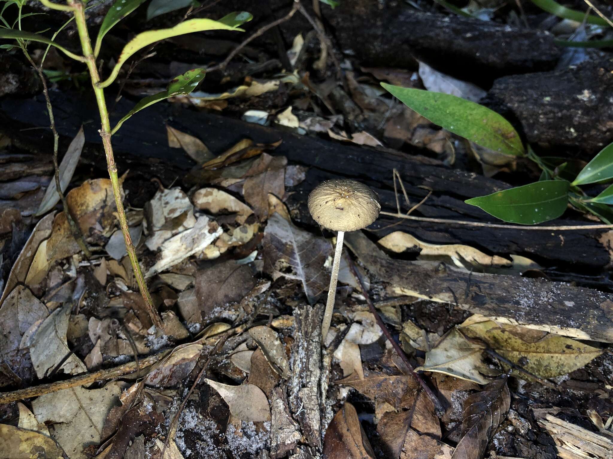 Слика од Hymenopellis trichofera (R. H. Petersen) R. H. Petersen 2010