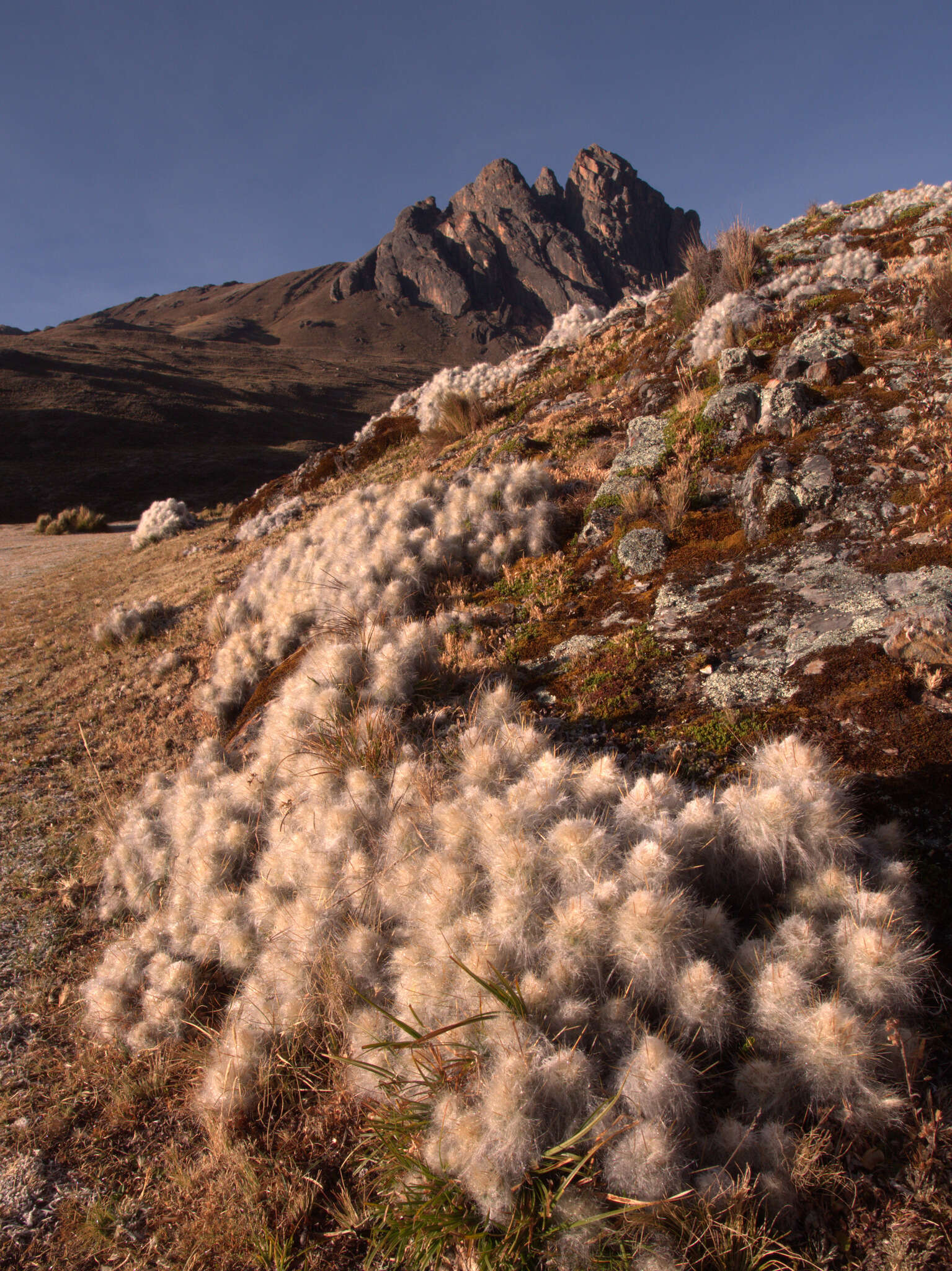 Plancia ëd Austrocylindropuntia floccosa (Salm-Dyck) F. Ritter