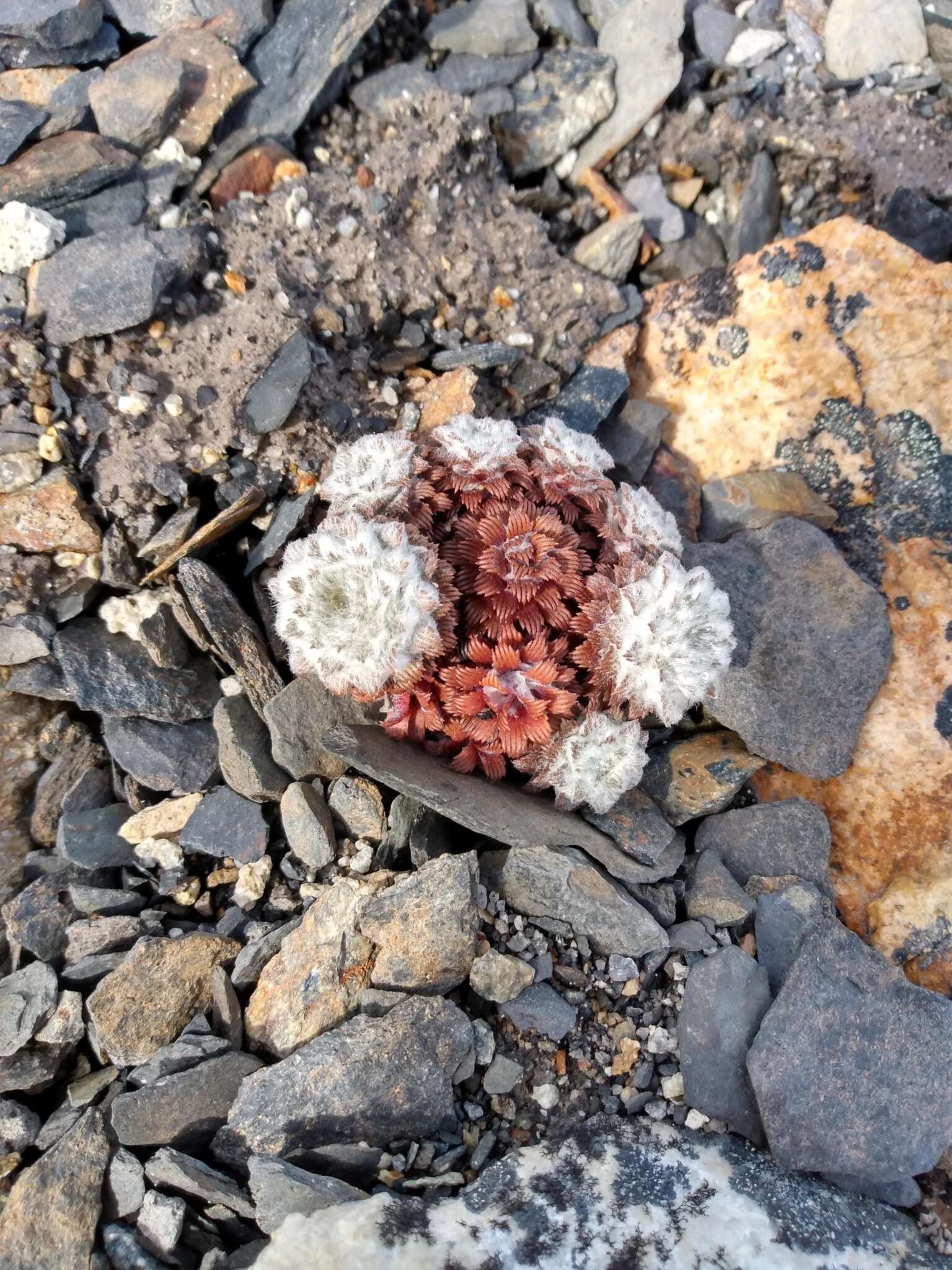 Nassauvia lagascae var. globosa Skottsb. resmi