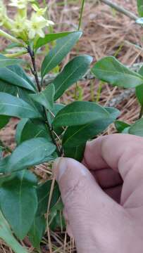 Image of Cestrum euanthes Schltdl.