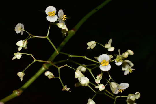 Image of Begonia peruviana A. DC.