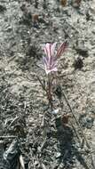 Image of Lachenalia corymbosa (L.) J. C. Manning & Goldblatt