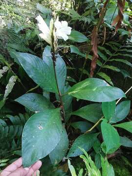 Image of Ruellia proxima Lindau