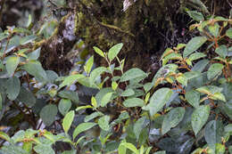 Image of Peruvian Tyrannulet