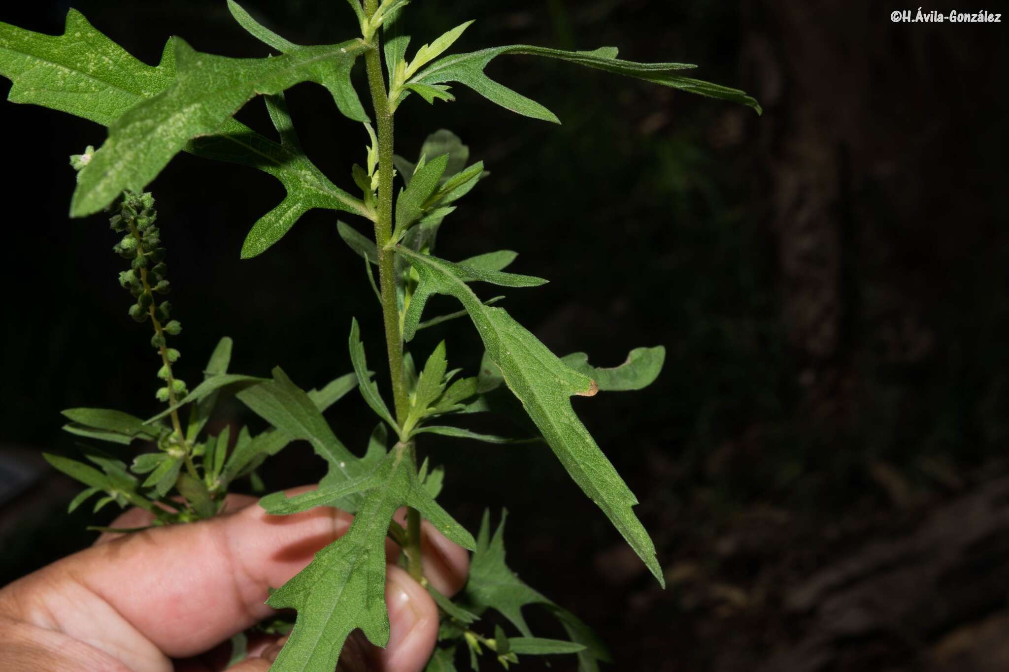 Image de Ambrosia peruviana Willd.