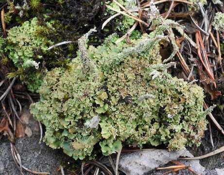 Image of largeleaf cup lichen