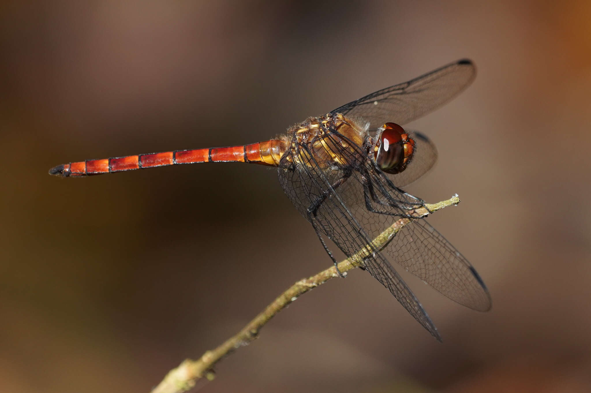 Sivun Elasmothemis cannacrioides (Calvert 1906) kuva