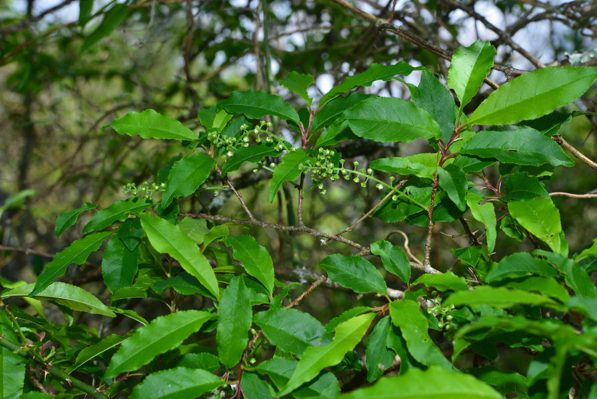 Prunus buergeriana Miq. resmi