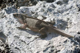 Image of Andros Island Iguana