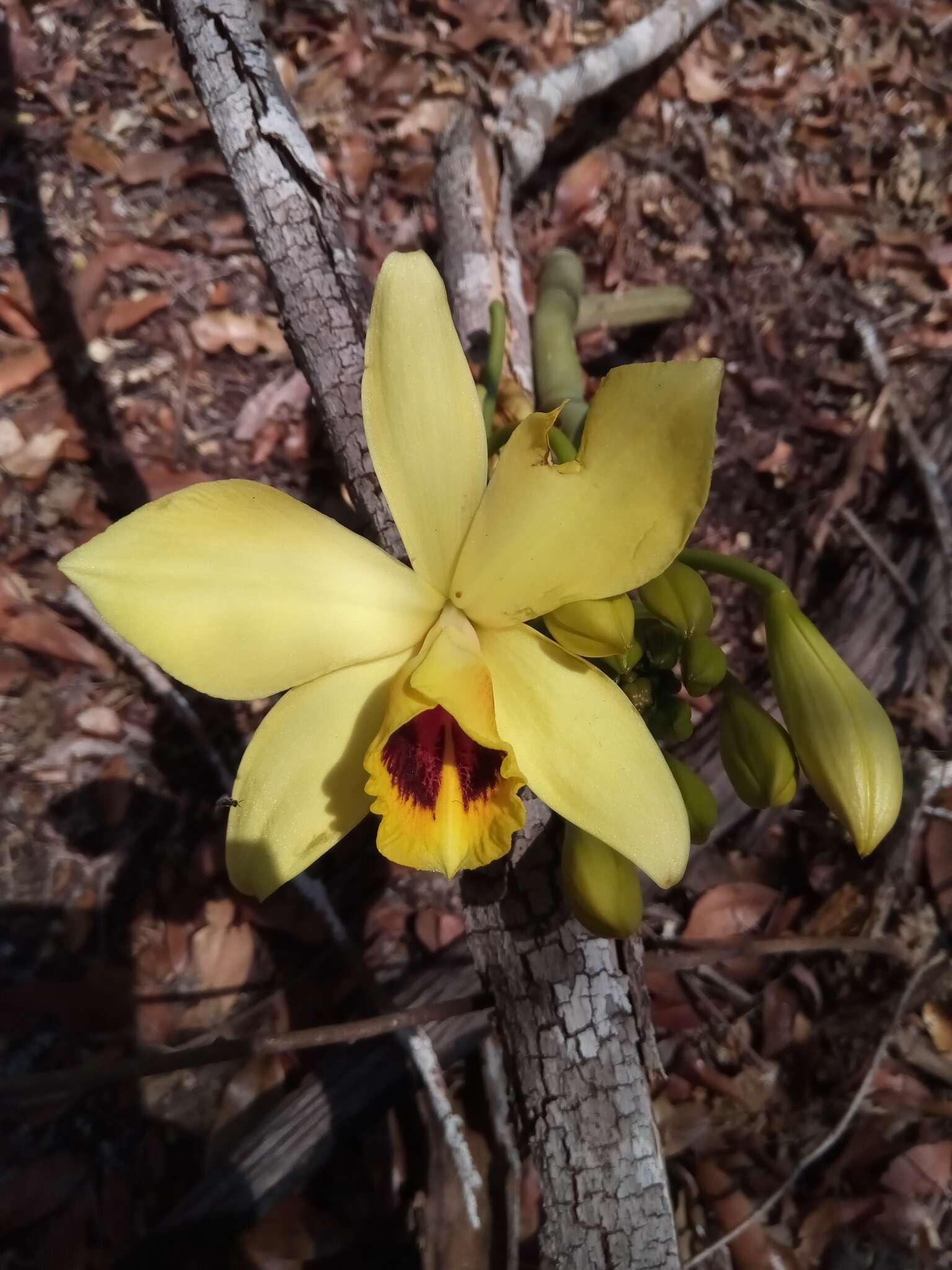 Image of Vanilla perrieri Schltr.