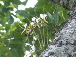 Image de Plectrelminthus caudatus (Lindl.) Summerh.